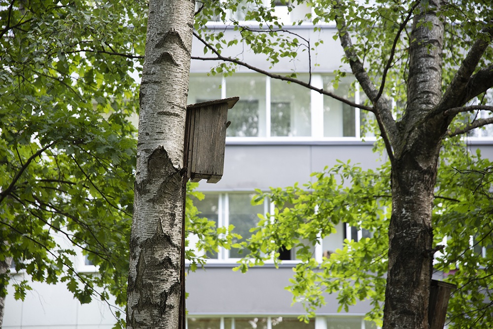 Linnunpönttö Dainava