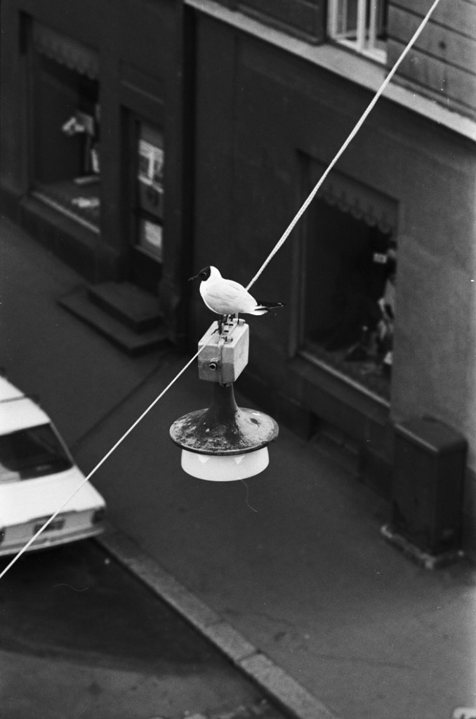 Meritullinkatu. Lokki seisomassa katulampun päällä Meritullinkadun ja Liisankadun kulmassa. Simo Rista / Finna.fi.