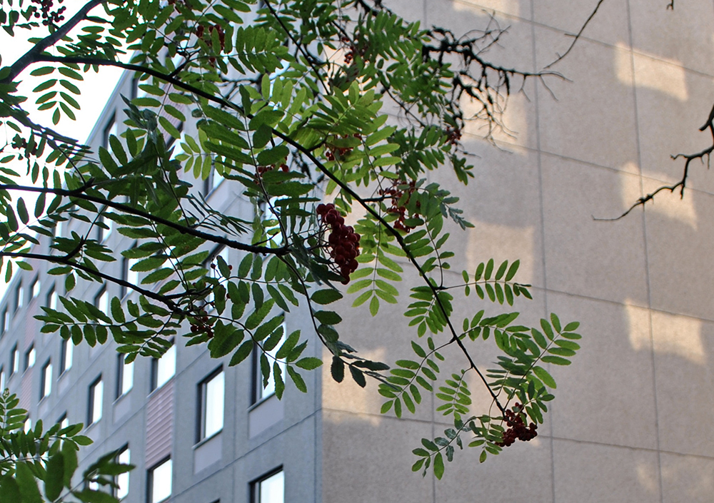 Kerrostalon elementtiseinää ja etualalla pihlajanoksia